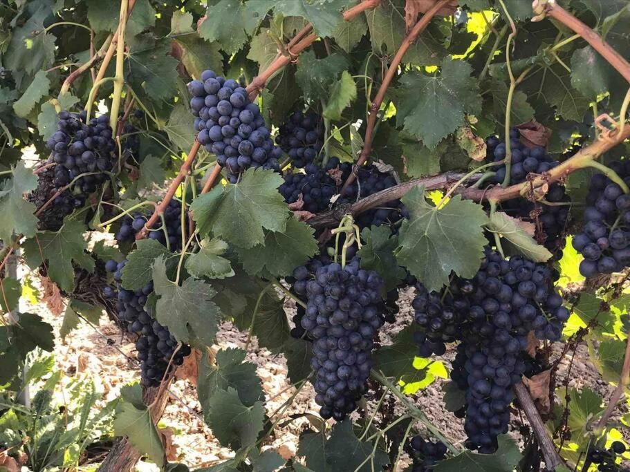 Gites En B&B Le Clos De La Cerise Châteauneuf-du-Pape Zewnętrze zdjęcie